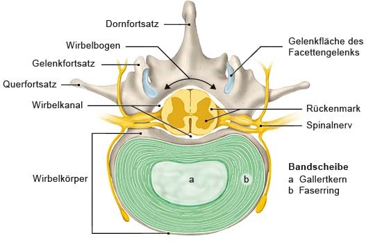 Die Grafik zeigt die anatomische Darstellung einer Bandscheibe im Querschnitt mit Beschriftungen der einzelnen Bestandteile.