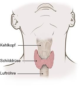 Grafik: Normale Schilddrüse