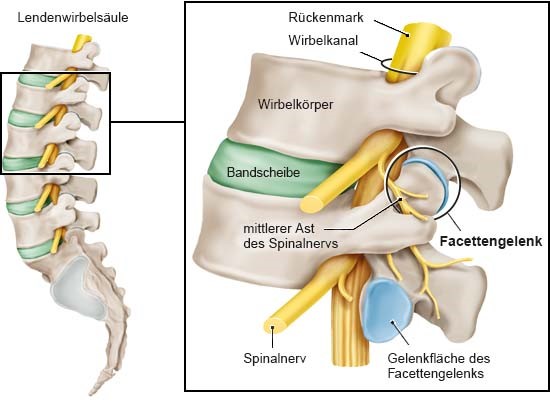 Grafik: Wirbelsäule im unteren Rücken (Lendenwirbelsäule)