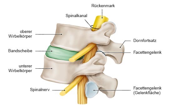 Die Grafik zeigt eine anatomische Darstellung zweier Rückenwirbel mit Bandscheibe in der Seitenansicht mit Beschriftung der einzelnen Bestandteile.